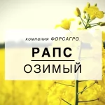 Рапс озимый