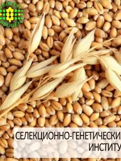 пшеница озимая ЗОЛОТОЕ РУНО одесской селекции