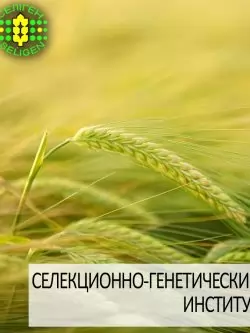 ячмень озимый АЙВЕНГО одесской селекции