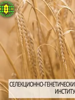 ячмень озимый ДОСТОЙНЫЙ одесской селекции