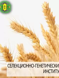 пшеница озимая ЖИТНИЦА ОДЕССКАЯ одесской селекции