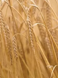 ячмень озимый ДОСТОЙНЫЙ семена купить