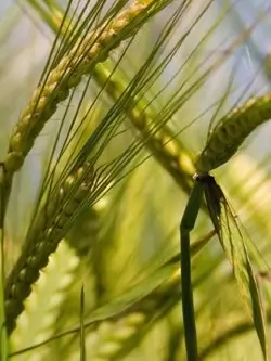 ячмень озимый ДЕВЯТЫЙ ВАЛ семена купить