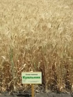 пшеница озимая МУДРОСТЬ ОДЕССКАЯ семена купить