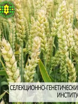 пшеница озимая ЖУРАВКА одесской селекции