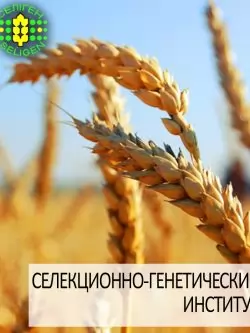 пшеница озимая СГИ-100 одесской селекции