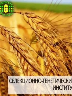 пшеница озимая КУЯЛЬНИК одесской селекции