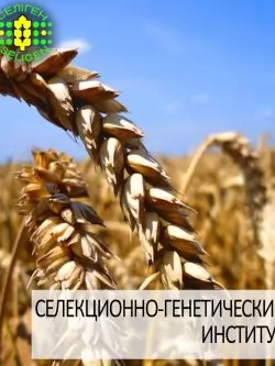 пшеница озимая МУДРОСТЬ ОДЕССКАЯ одесской селекции