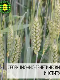 пшеница озимая НАСНАГА одесской селекции