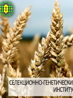 пшеница озимая МИССИЯ ОДЕССКАЯ одесской селекции