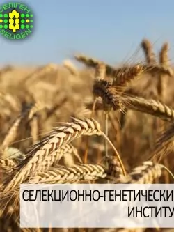 пшеница озимая ЛИРА ОДЕССКАЯ одесской селекции