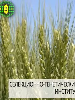 пшеница озимая ЗИСК одесской селекции