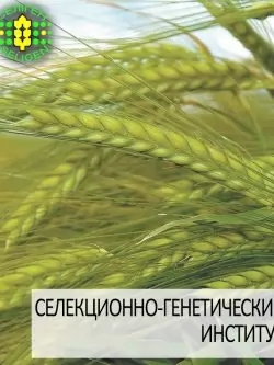 ячмень озимый СНЕЖНАЯ КОРОЛЕВА одесской селекции