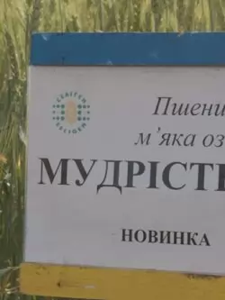 пшеница озимая МУДРОСТЬ ОДЕССКАЯ семена купить