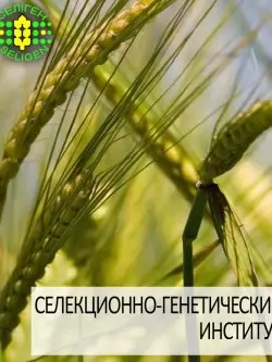 ячмень озимый ДЕВЯТЫЙ ВАЛ одесской селекции