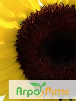 подсолнечник ЛЮБАШ классическая технология выращивания