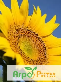 подсолнечник СОЛТАН классическая технология выращивания