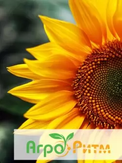 подсолнечник ЯНИШ-Н классическая технология выращивания