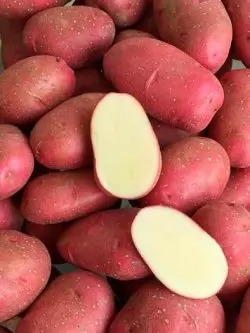 Насіннєва картопля ТОРНАДО