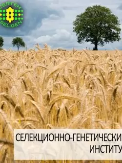 пшеница озимая ОПТИМА ОДЕССКАЯ одесской селекции