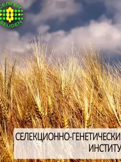 пшеница озимая РОДЗИНКА ОДЕССКАЯ одесской селекции