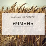 Ячмень
