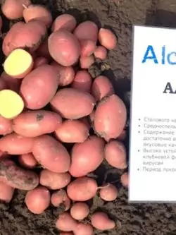 Семенной картофель Алуэт
