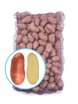 Насіннєва картопля Шері