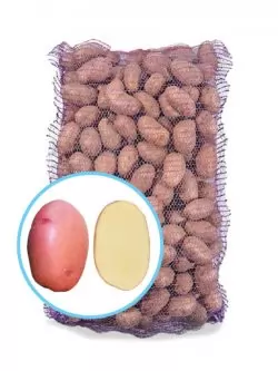 Семенной картофель Эволюшн