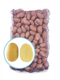 Семенной картофель Мадлен (Маделине)