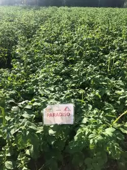 Семенной картофель Парадизо