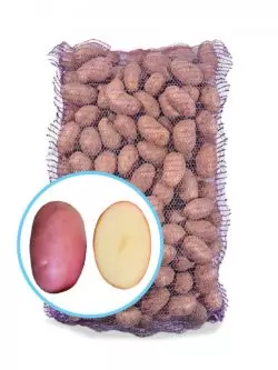 Семенной картофель Лабелла