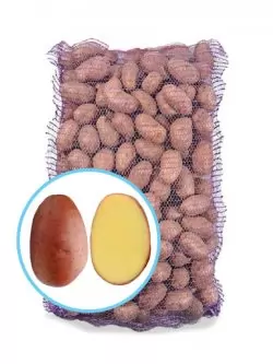 Семенной картофель Ред Леди