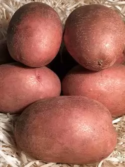 Семенной картофель Княгиня