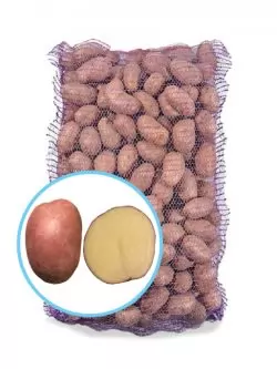 Семенной картофель Княгиня