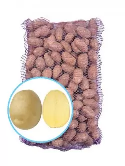 Семенной картофель Сифра