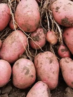 Семенной картофель Славянка