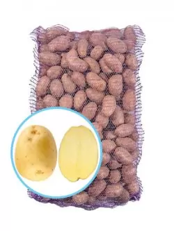 Семенной картофель Коломбо