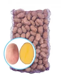 Семенной картофель Ред Фентези