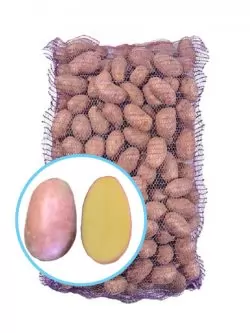 Семенной картофель Санибель