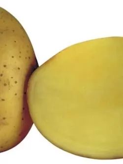 Какртофель Борвина