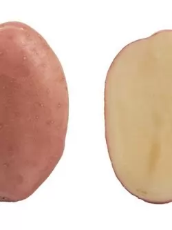 Семенной картофель Барна