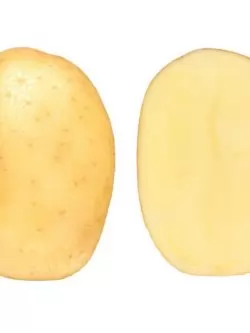 Семенной картофель Командо