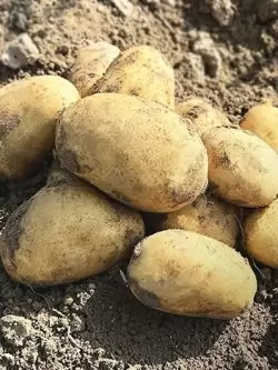 Семенной картофель Эммануэль