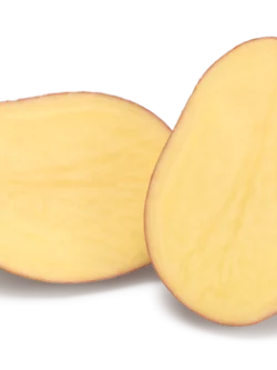 Семенной картофель Эсми