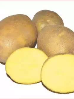 Насіннєва картопля Медея