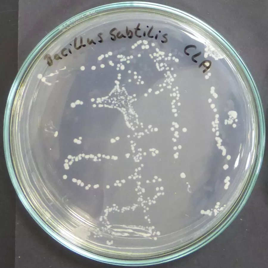 Колонії Bacillus subtilis на поживному середовищі