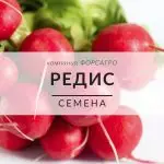 Редис
