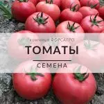 Томаты