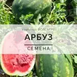 Арбуз